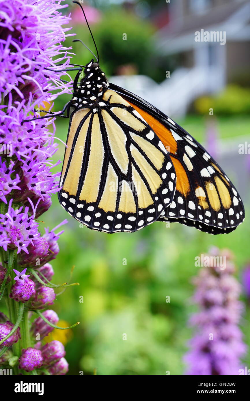 Polinizando Blazing Star (Gayfeather) flor Foto de stock