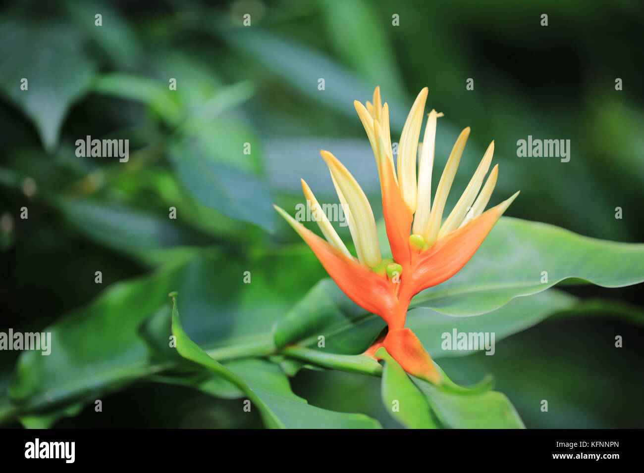 Heliconia aurantiaca flor, Hawai Foto de stock