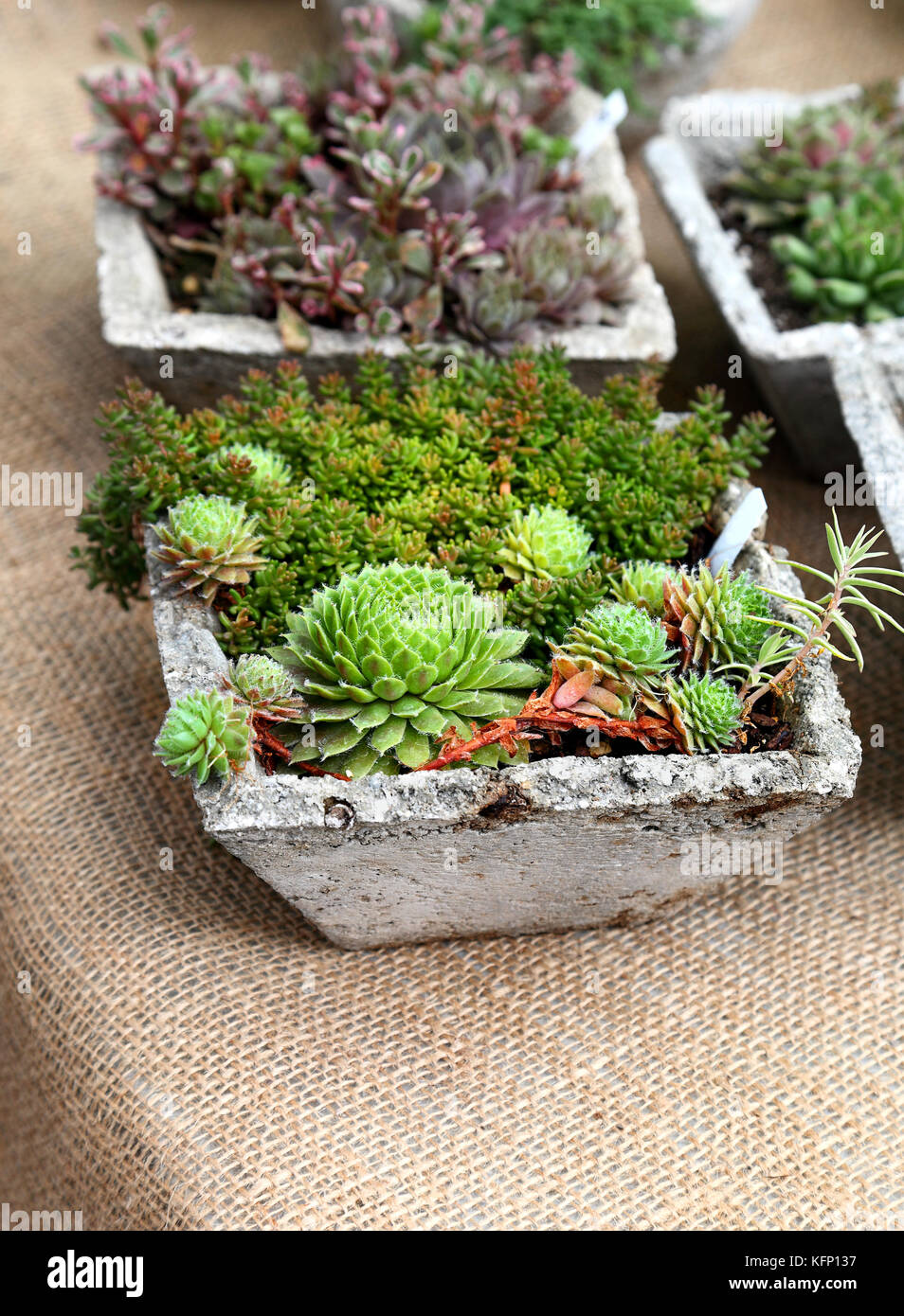 Mini cactus garden arreglos Foto de stock