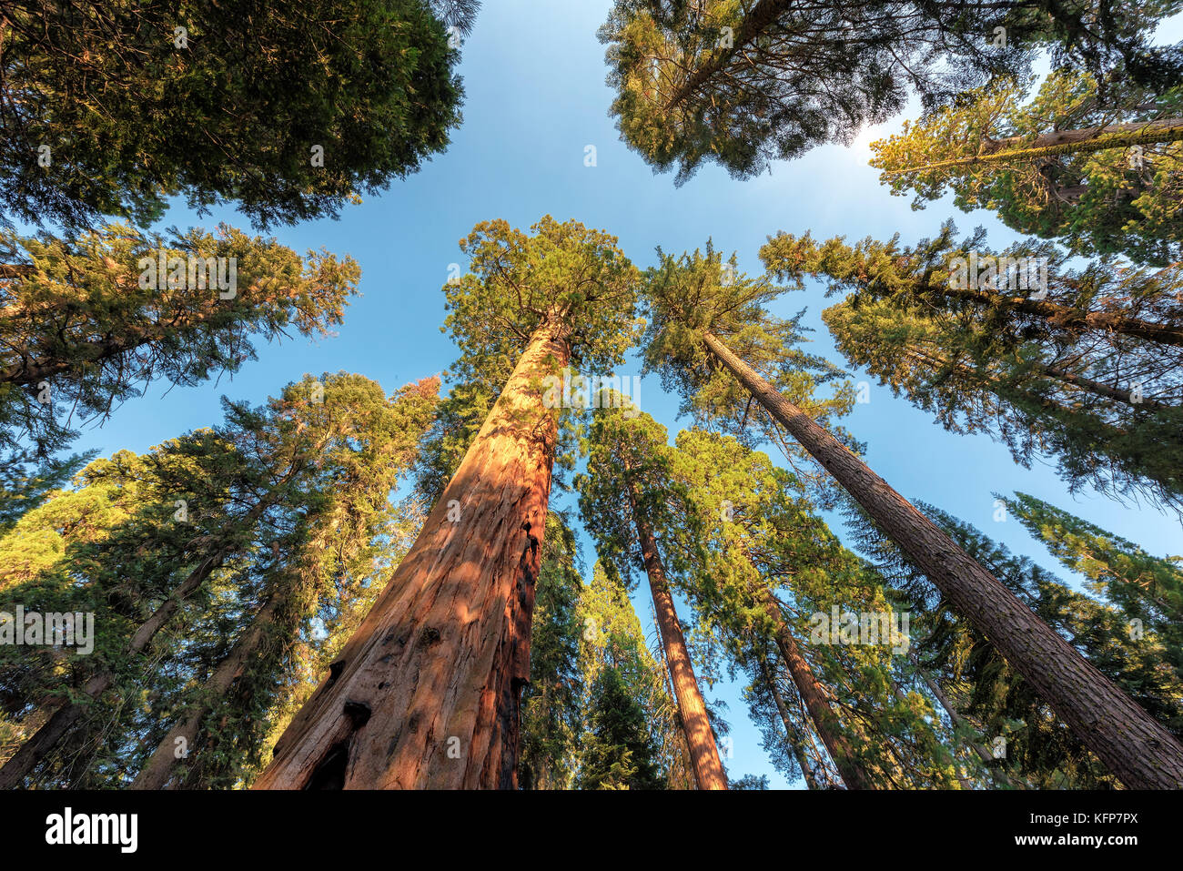 Redwood árboles Sequoia National Park, California. Foto de stock