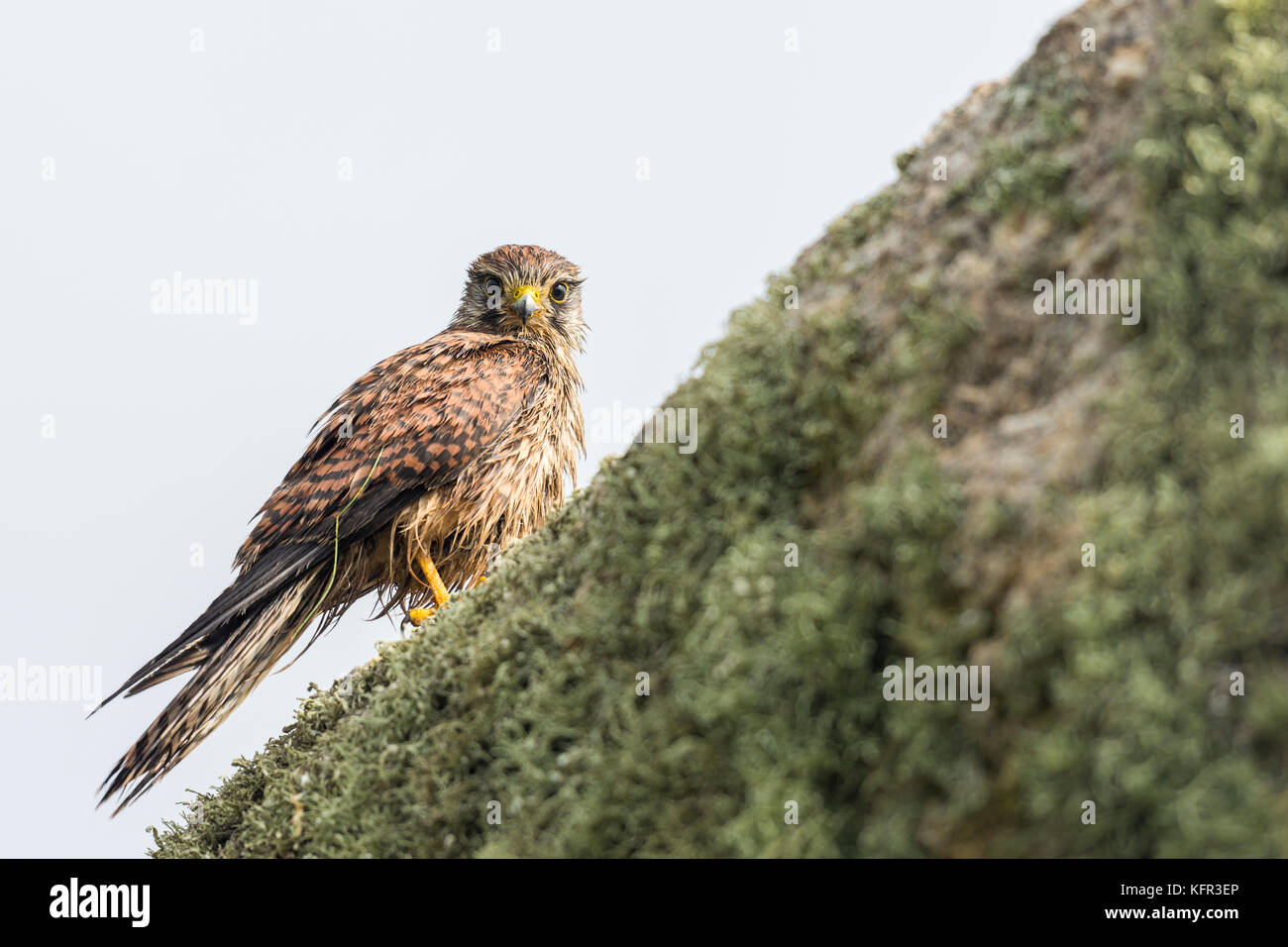 Cernícalo vulgar (Falco tinnunculus) posado sobre una roca, el contacto con los ojos - Cornualles, en el reino unido Foto de stock