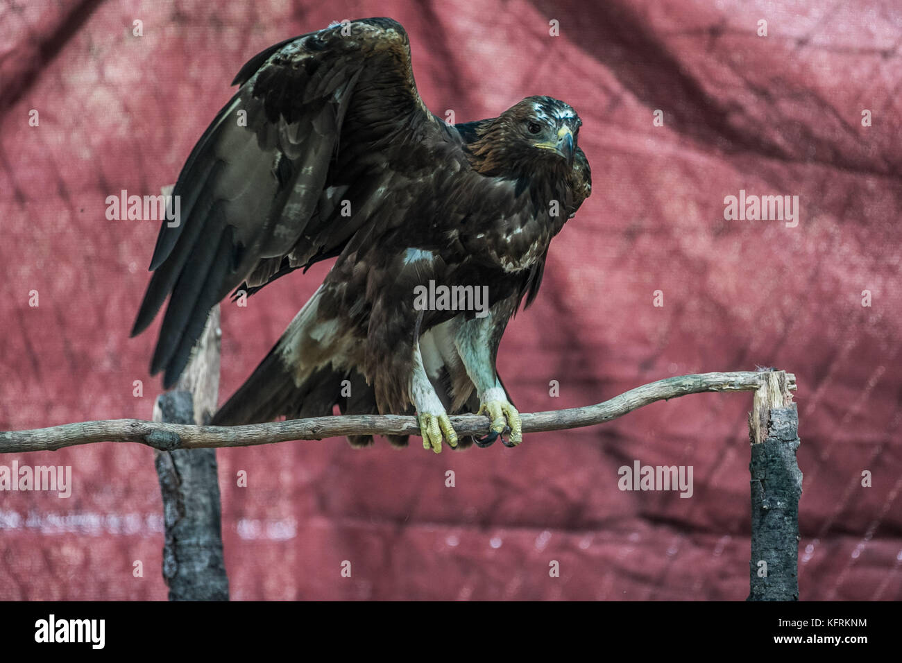 Un águila real o chrysaetos en cautiverio dentro de un grande Jaula iBird  símbolo de la bandera mexicana Fotografía de stock - Alamy