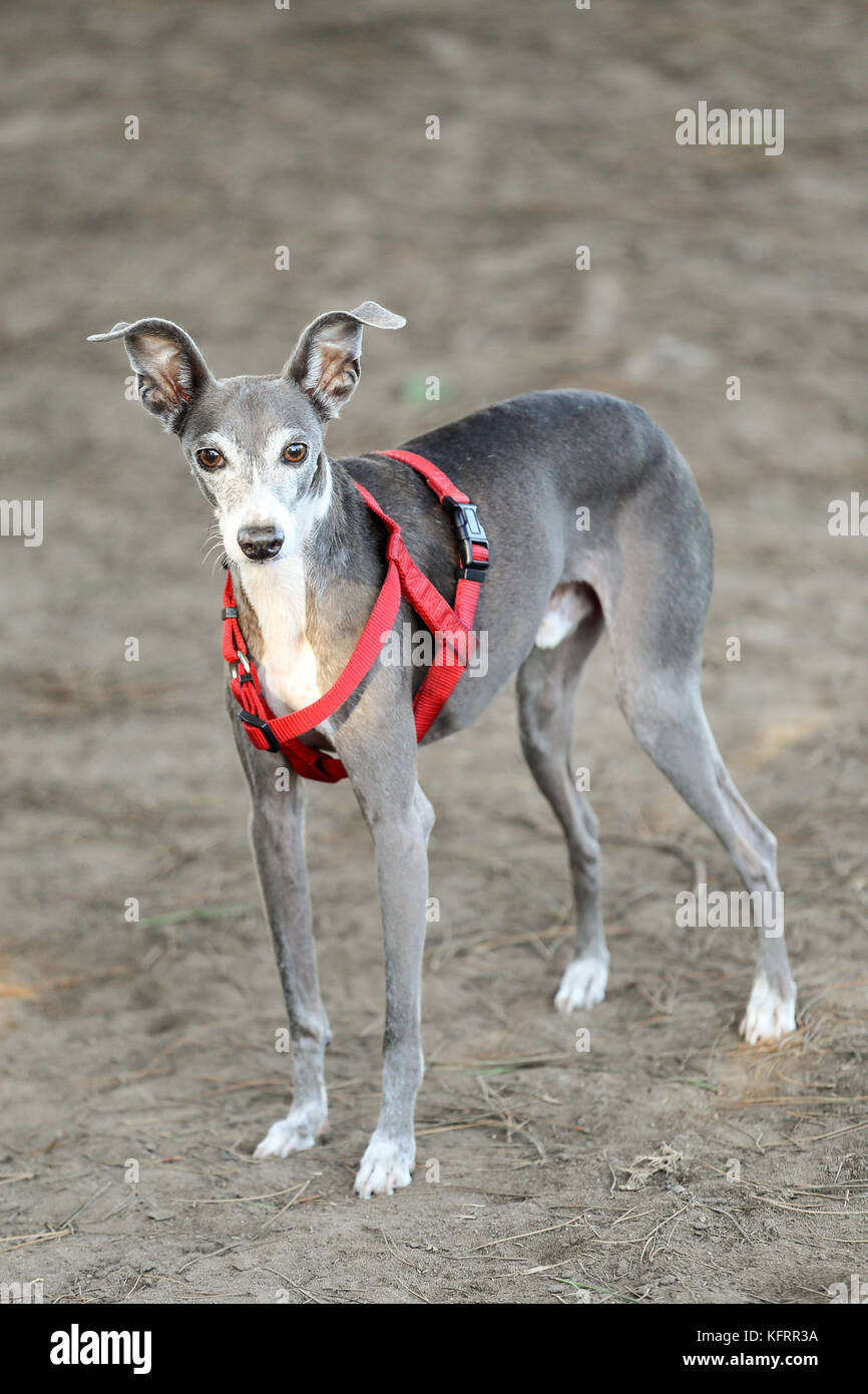 Flaco galgo italiano en un perro park Fotografía de stock - Alamy