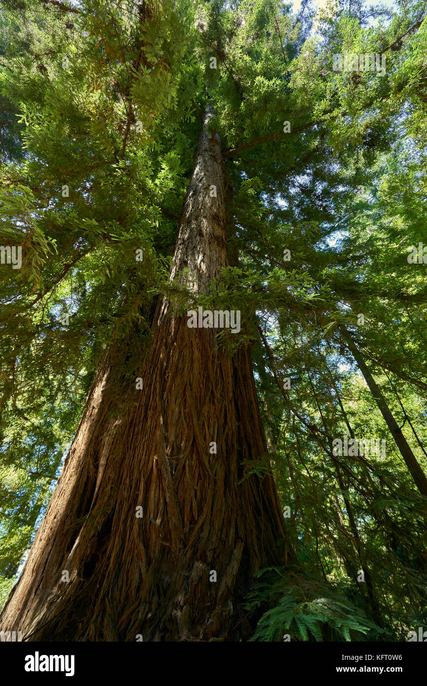 El tamaño de estos árboles Sequoia es humilde e inspiradoras Foto de stock