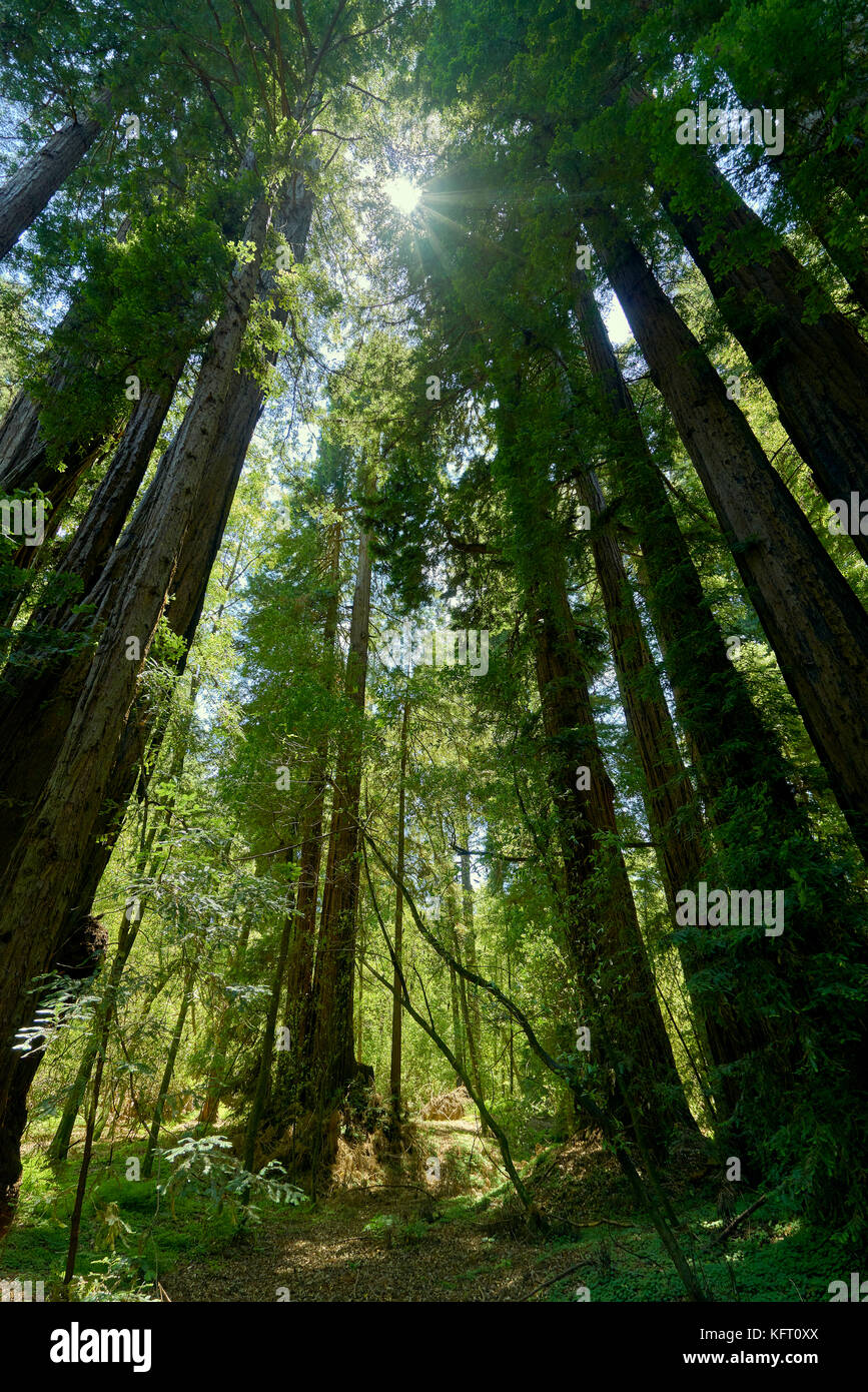 El tamaño de estos árboles Sequoia es humilde e inspiradoras Foto de stock