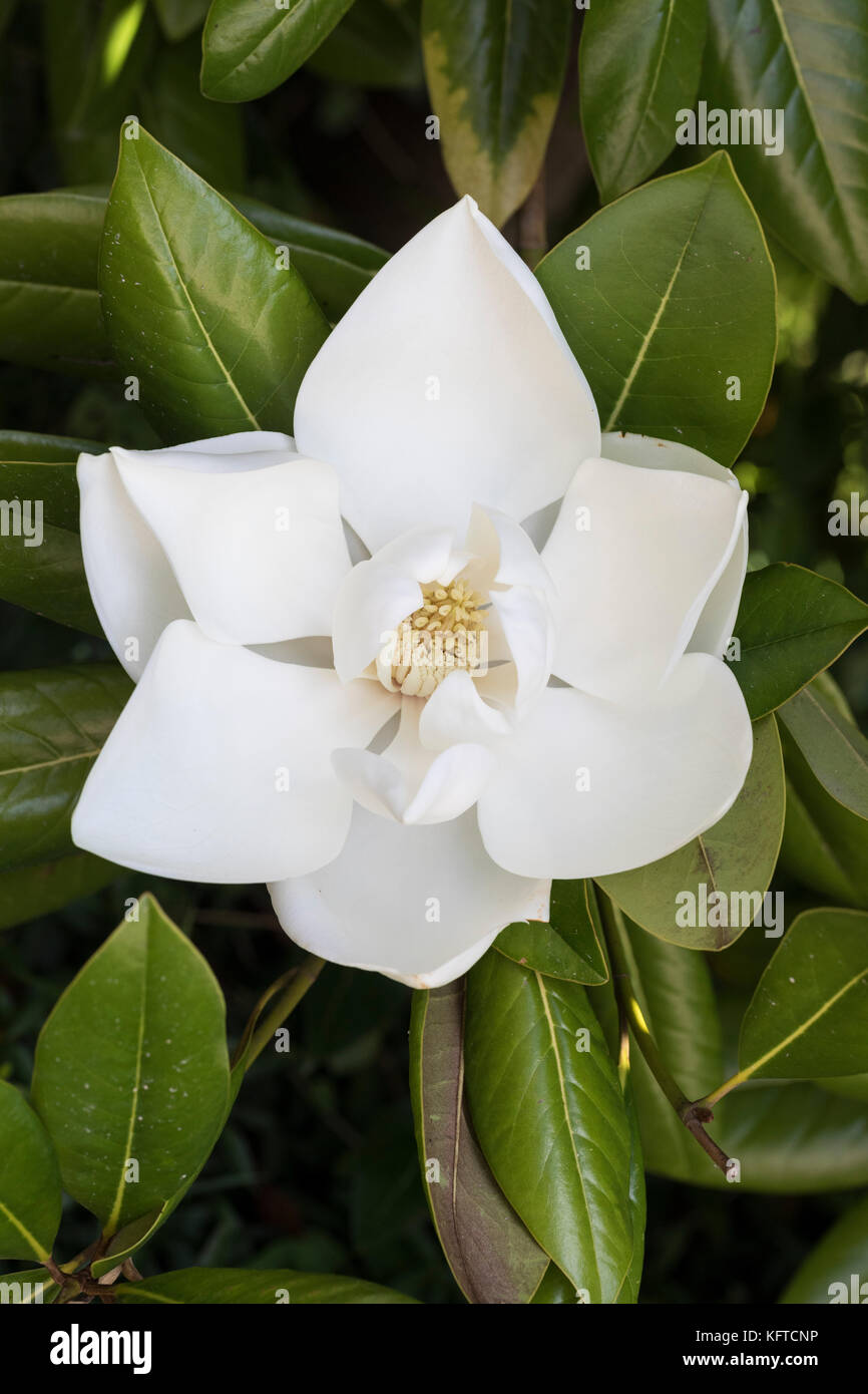 Primer plano de una hermosa grandiflora blanca de Magnolia en flor, Inglaterra, Reino Unido Foto de stock