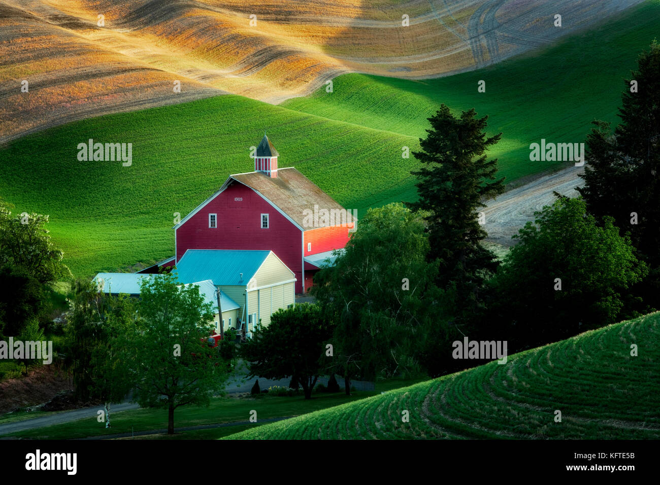 Nuevo crecimiento del trigo de primavera y granero. La palouse, cerca de Colfax, Washington. Foto de stock