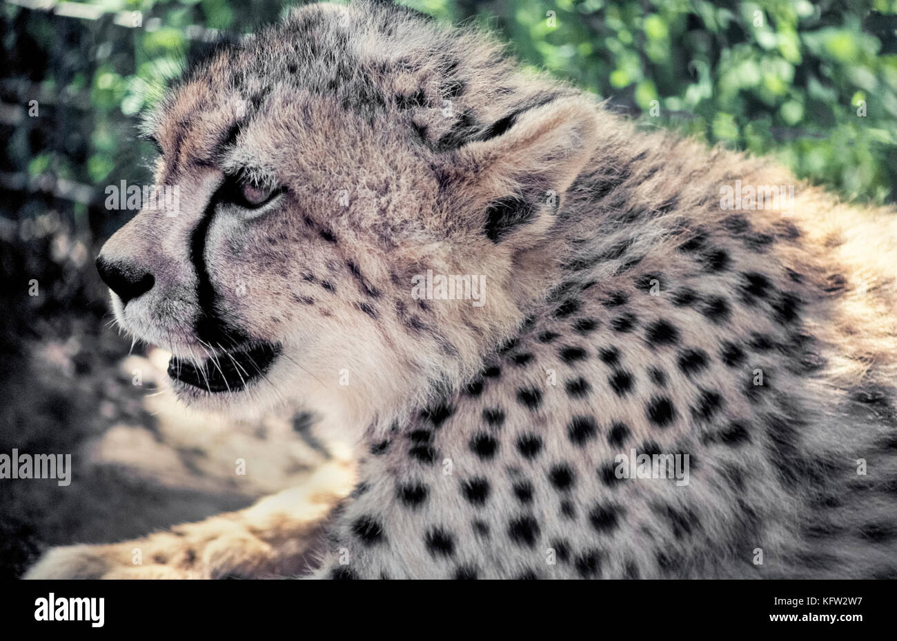 Un perfil de cerca de la cara de un joven guepardo (Acinonyx jubatus) muestra el animal más característicos del marcado, un negro como lacrimógeno streak running abajo de cada ojo a la boca. Las bandas están pensadas para proteger los ojos contra el resplandor del sol. Otra característica distintiva son las manchas de color negro sólido en un Cheetah's coat que ayudan a camuflar el animal terrestre más rápido del mundo y África la mayoría de grandes felinos en peligro de extinción. Fotografiado en Zululand, Sudáfrica. Foto de stock