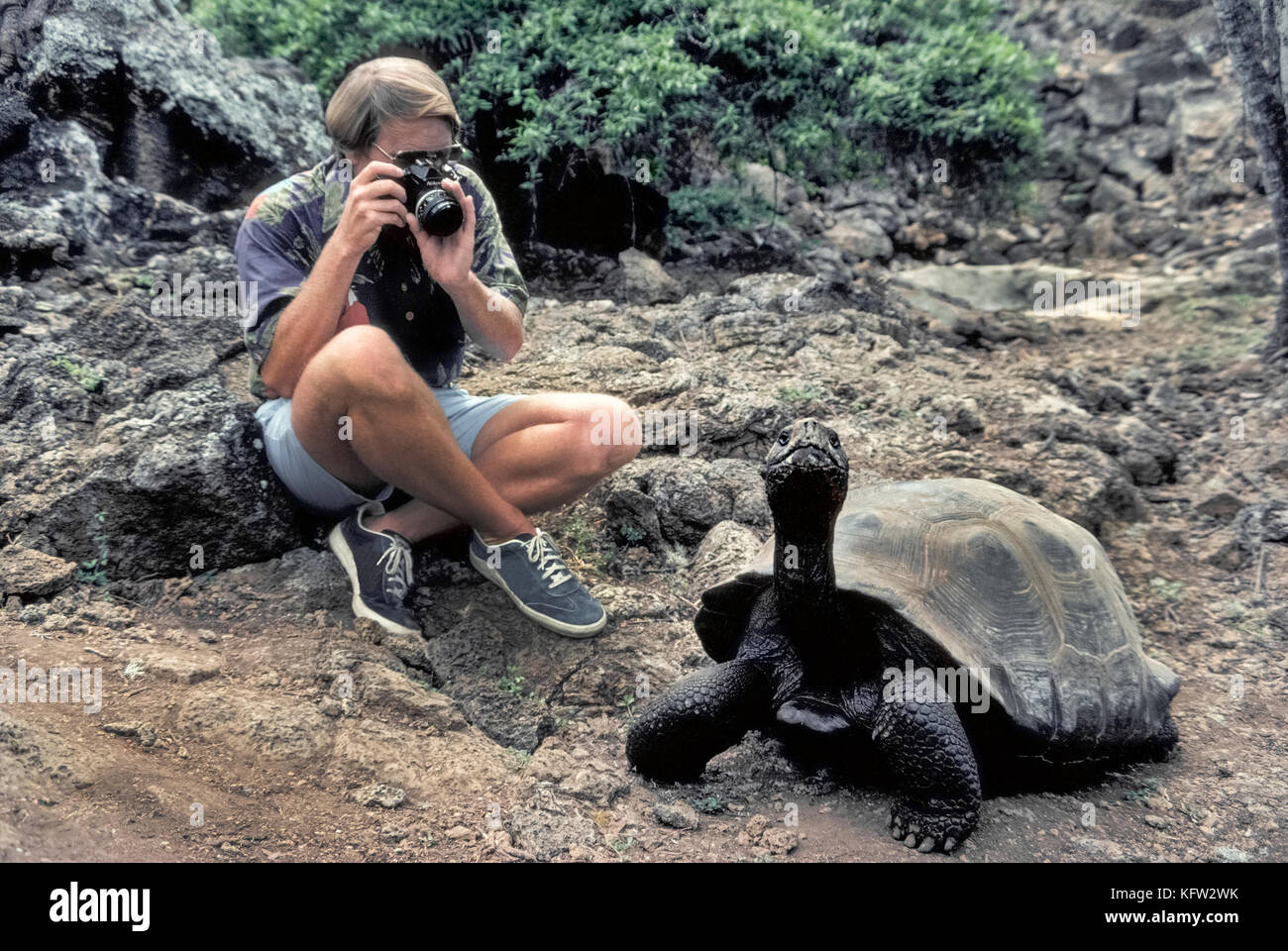 Una tortuga gigante de Galápagos (Chelonoidis nigra) se mueve lentamente pasado un turista que aprovecha la oportunidad para disparar una fotografía en primer plano de los raros reptil que es nativa de las Islas Galápagos (Archipiélago de Colón), una provincia del Ecuador en el océano Pacífico frente a la costa occidental de América del Sur. Las 20 islas y sus tortugas se hicieron famosas por el naturalista inglés Charles Darwin, quien formuló su teoría de la evolución basada en su visita a las Islas Galápagos en 1835. Hoy el 15 especies de esos enormes tortugas cuyo número se estima en 20.000 a 25.000. Foto de stock