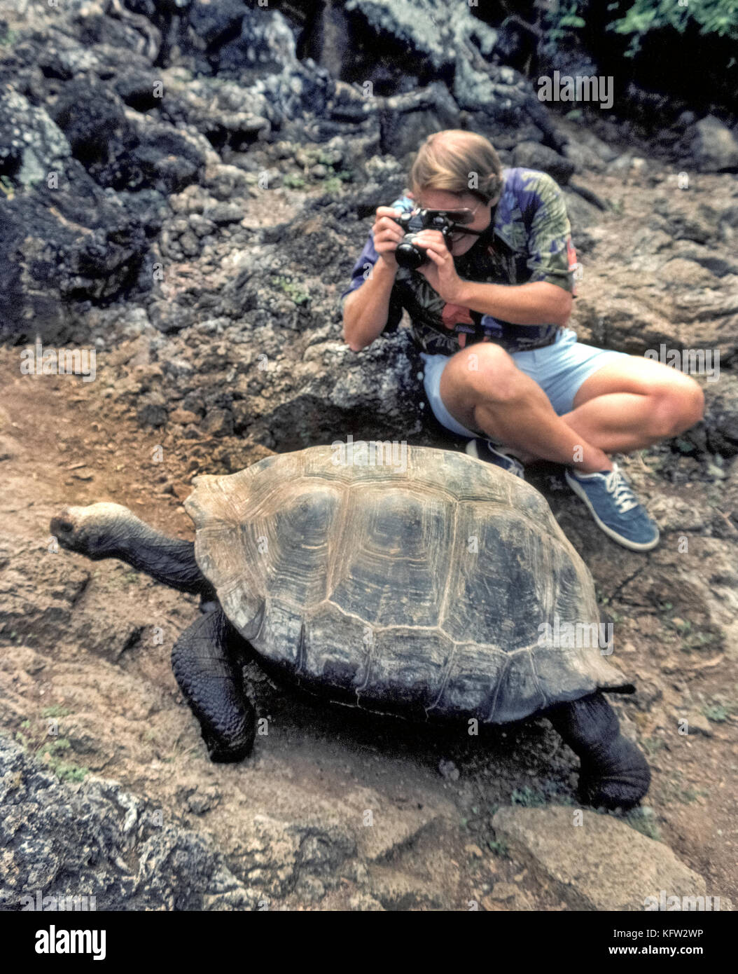 Una tortuga gigante de Galápagos (Chelonoidis nigra) se mueve lentamente pasado un turista que aprovecha la oportunidad para disparar una fotografía en primer plano de los raros reptil que es nativa de las Islas Galápagos (Archipiélago de Colón), una provincia del Ecuador en el océano Pacífico frente a la costa occidental de América del Sur. Las 20 islas y sus tortugas se hicieron famosas por el naturalista inglés Charles Darwin, quien formuló su teoría de la evolución basada en su visita a las Islas Galápagos en 1835. Hoy el 15 especies de esos enormes tortugas cuyo número se estima en 20.000 a 25.000. Foto de stock
