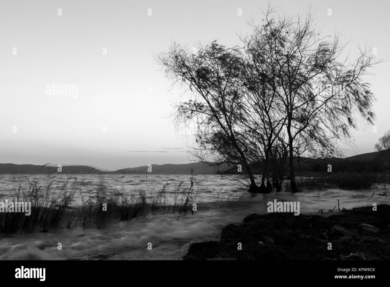 El fuerte viento en el lago, con árboles borrosa motion y ondas en el agua, con un cielo limpio, con tonos suaves en el fondo Foto de stock