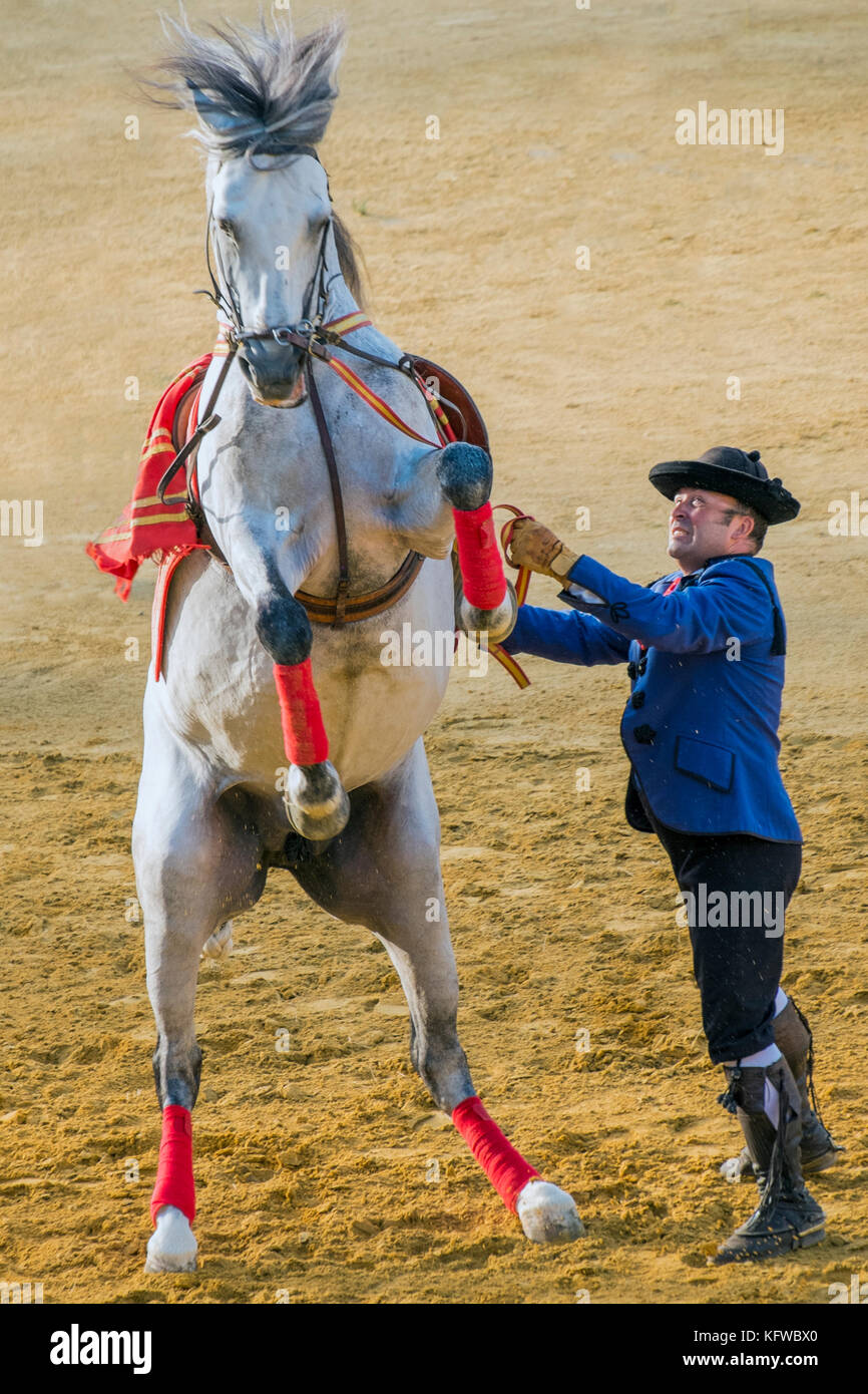Ejecución de caballo y jinete de danza andaluza. Andalucía, España Foto de stock
