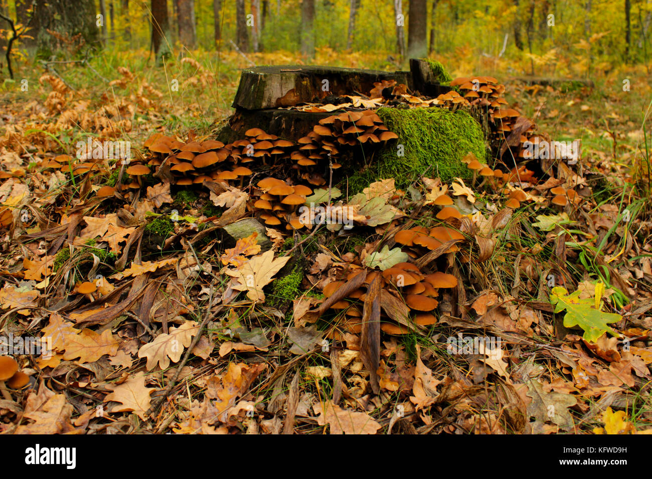 Otoño en el bosque. comestibles y setas venenosas toadstool en la madera. Foto de stock