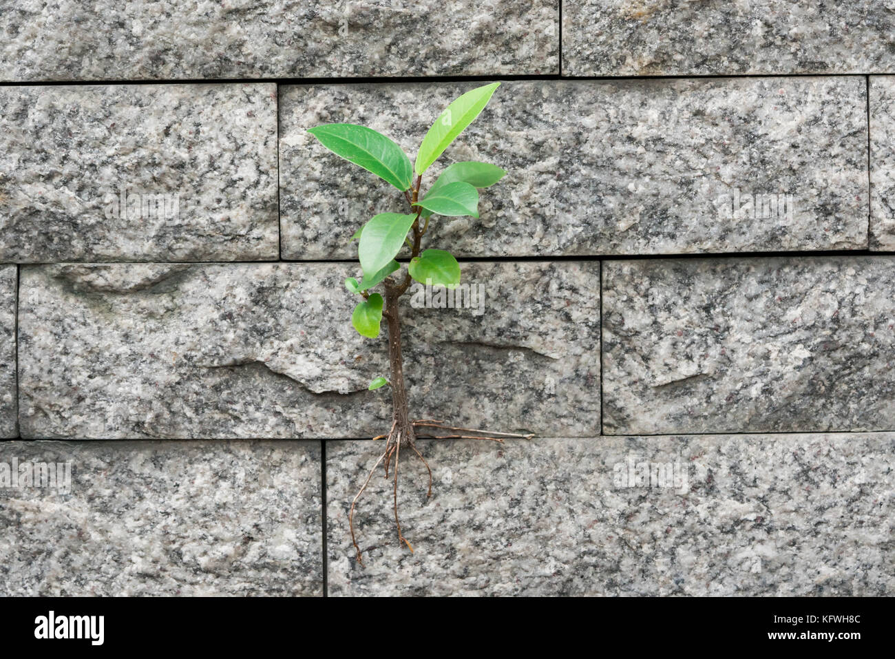 La supervivencia de los árboles que crecen en la pared, demuestran la lucha con el obstáculo de la vida. Foto de stock