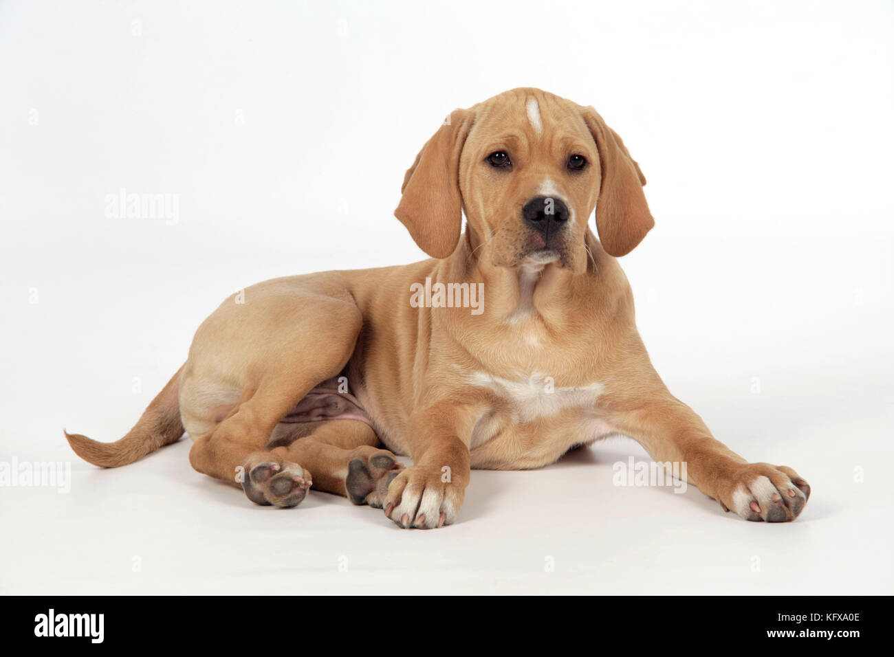 Razas de perros portugueses fotografías e imágenes de alta resolución -  Alamy