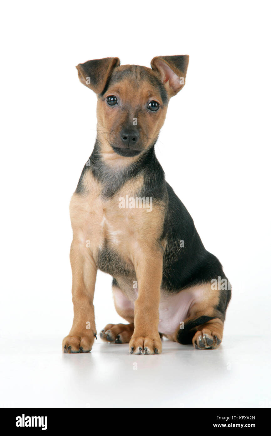 Cross dachshund fotografías e imágenes de alta resolución - Alamy