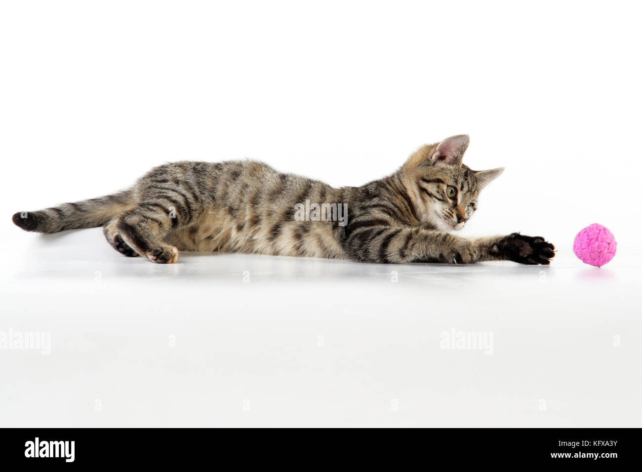 Gato - gatito jugando con la pelota de juguete Fotografía de stock - Alamy