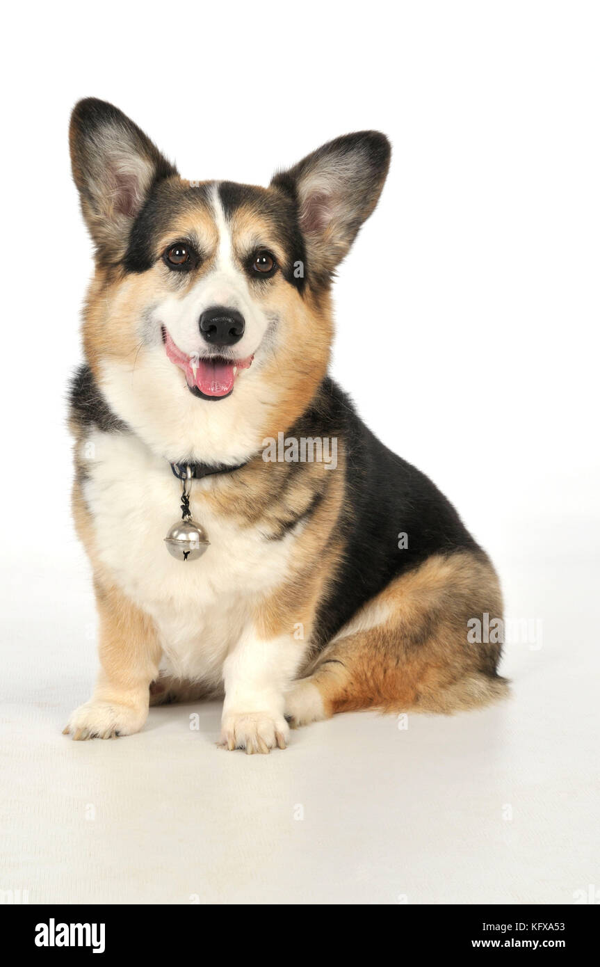Perro perros mayores con una campana conectada al collar Foto de stock