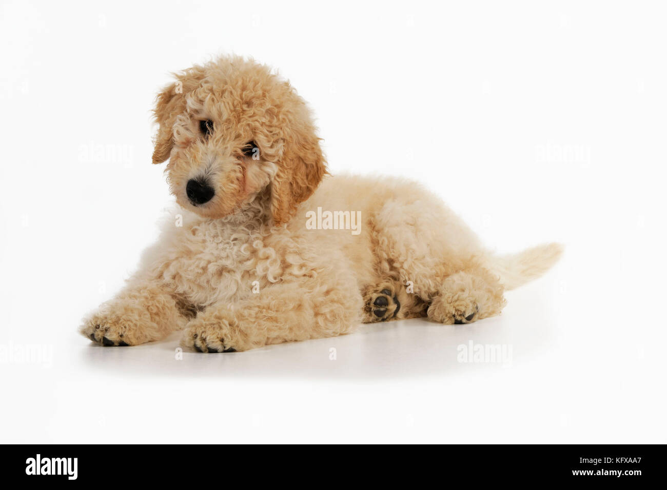 PERRO Goldendoodle cachorro tumbado Foto de stock