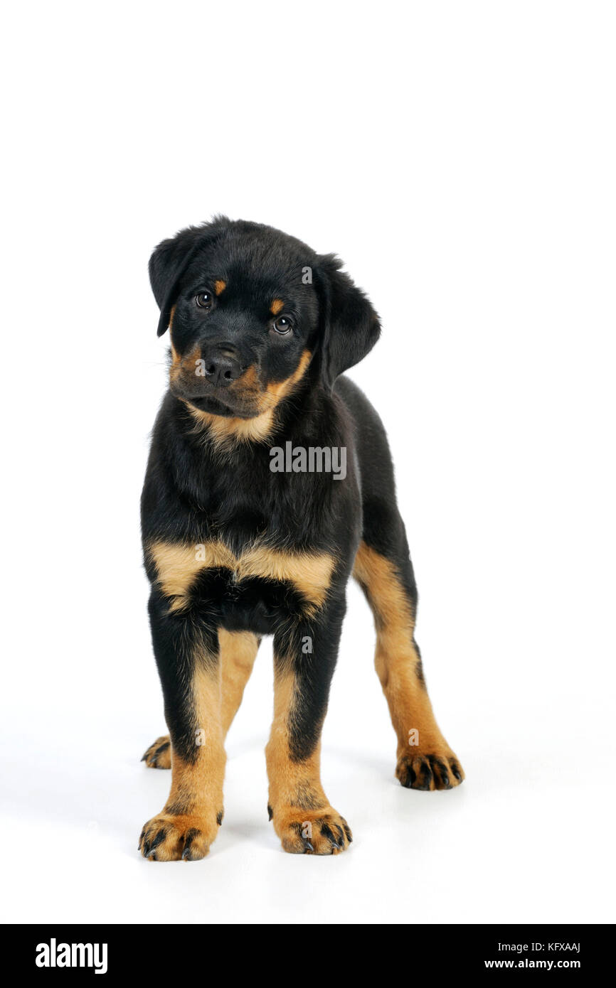 PERRO. Rottweiler cachorro de pie Foto de stock