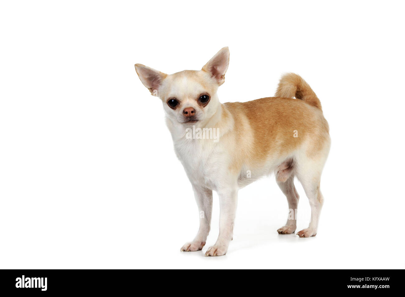 blanco corto pelo chihuahua perros sentado en de madera perro casa,  sonriente y mirando a cámara. 26327434 Foto de stock en Vecteezy