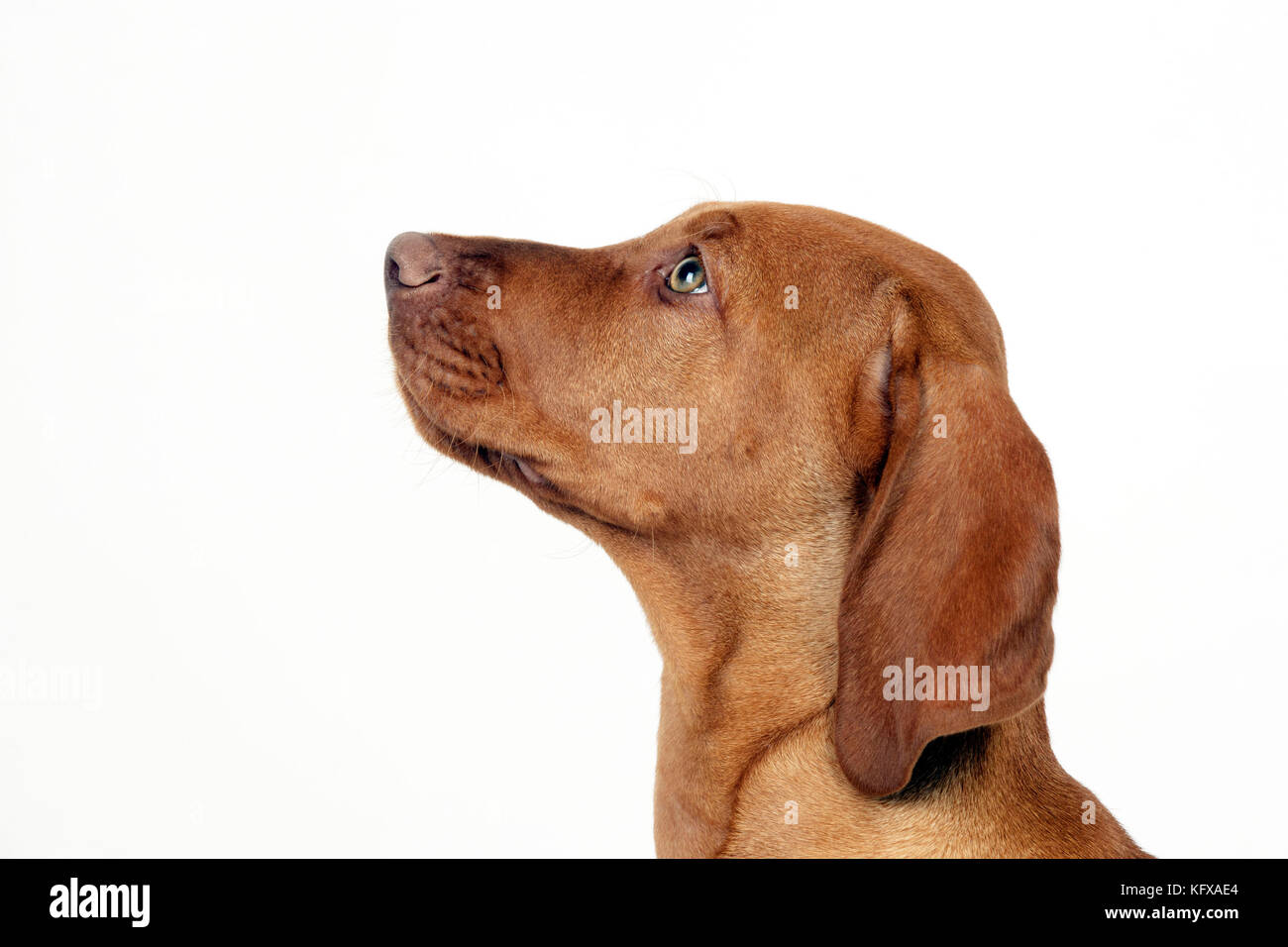 PERRO - cachorro húngaro vizsla (tiro en la cabeza) Foto de stock