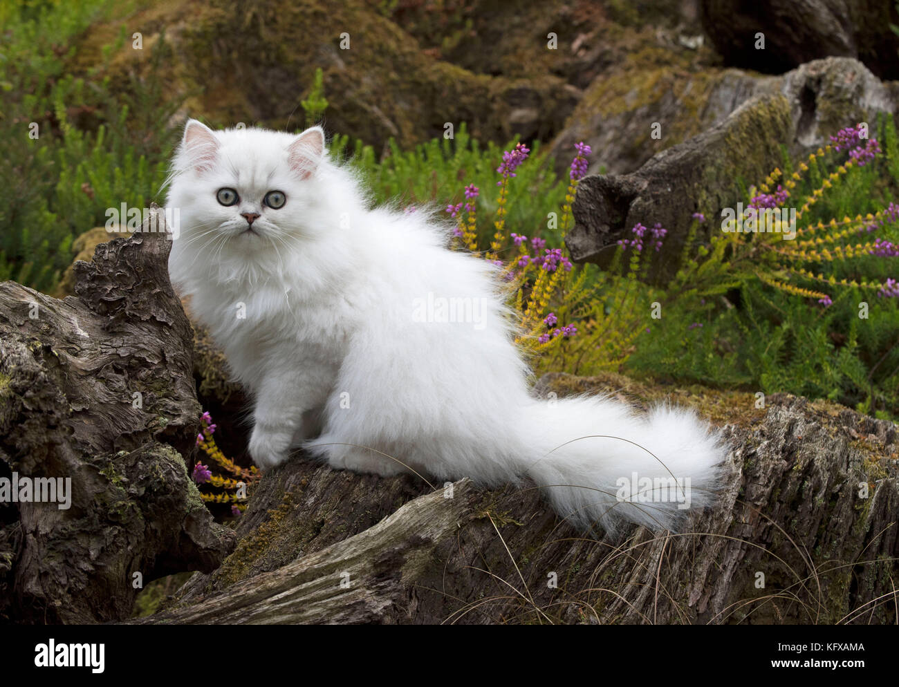 Gato persa chinchilla blanca con punta negra 14 semana de edad gatito en  heather fecha Fotografía de stock - Alamy