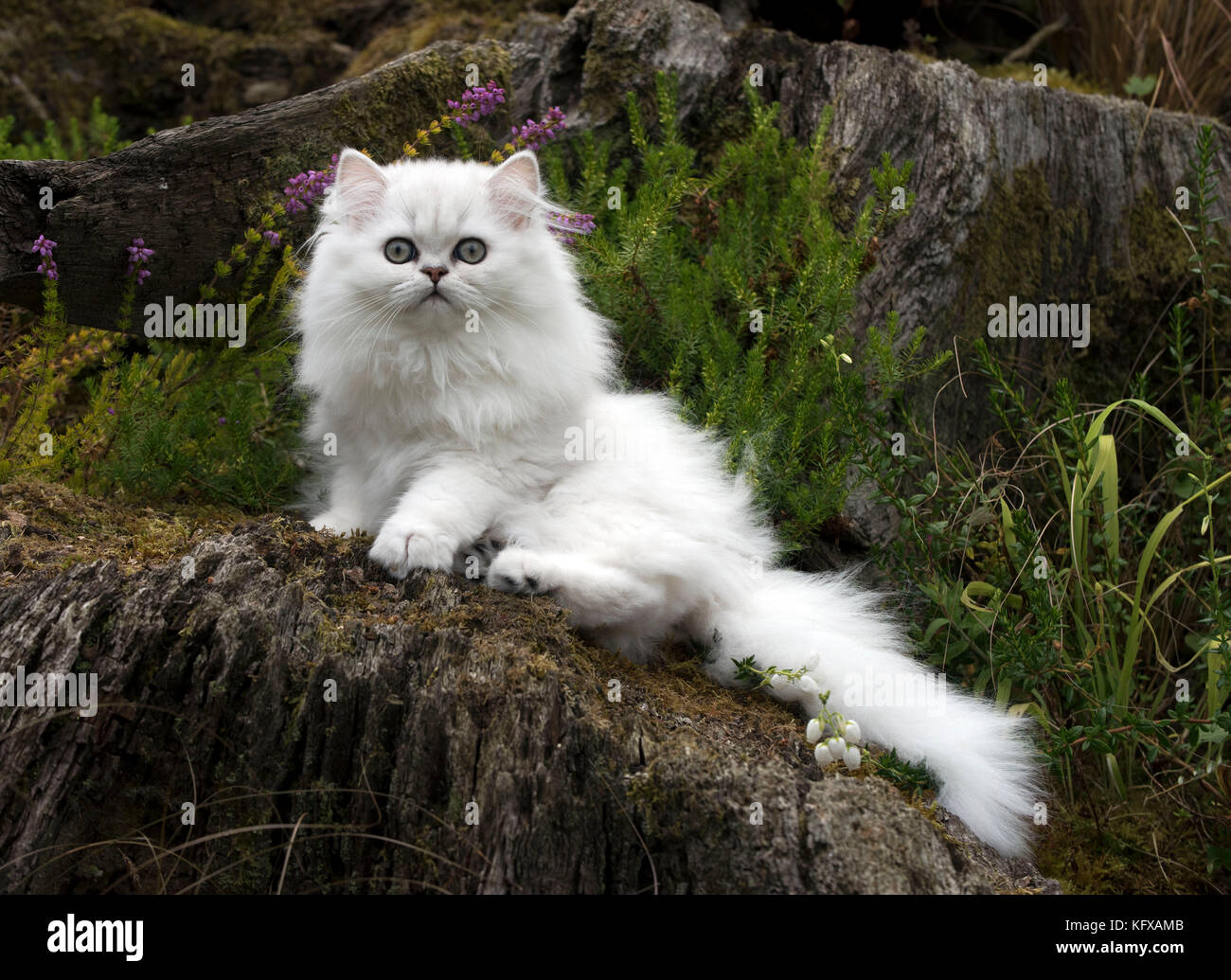 Gato persa chinchilla blanca con punta negra 14 semana de edad gatito en  heather fecha Fotografía de stock - Alamy