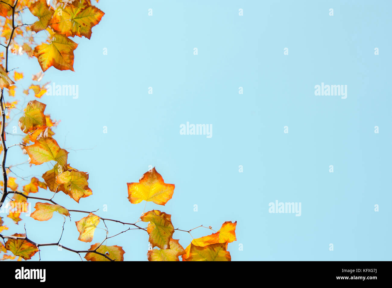 Hojas de otoño en el árbol contra el cielo azul brillante en la luz del sol Foto de stock