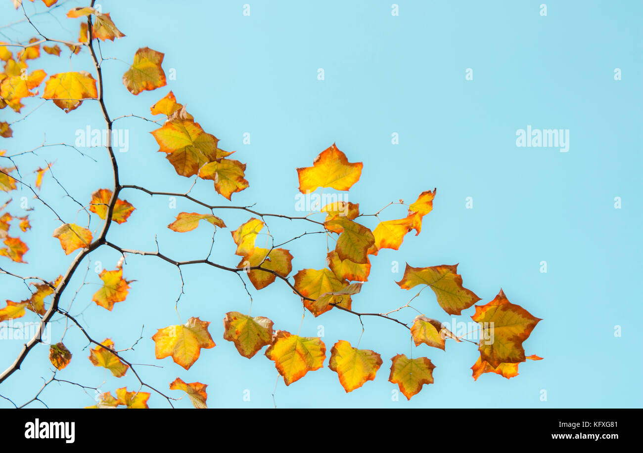 Hojas de otoño en el árbol contra el cielo azul brillante en la luz del sol Foto de stock