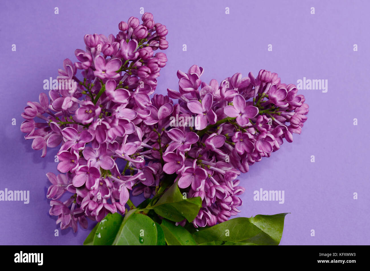 Foto de cerca de hermosas flores de color lila. Violeta, las flores de la  primavera. Temporada floral de fondo Fotografía de stock - Alamy
