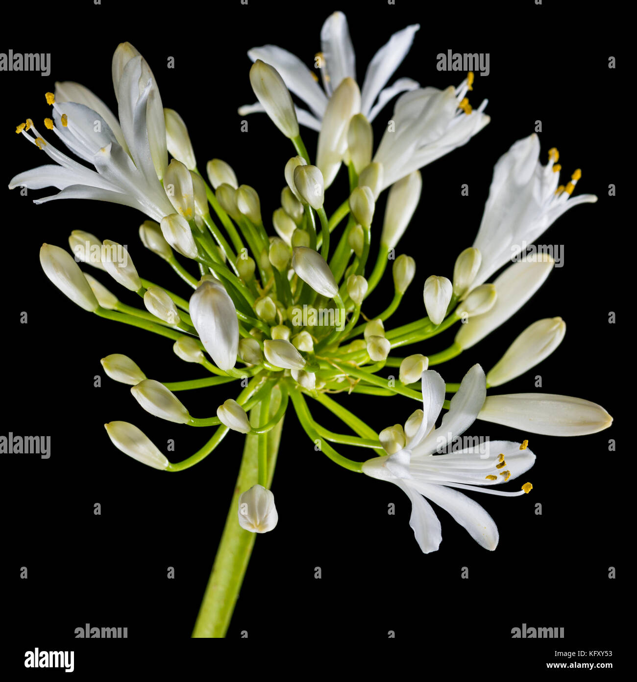 Una foto de un agapanthus flor blanca cabeza disparado contra un fondo  negro Fotografía de stock - Alamy