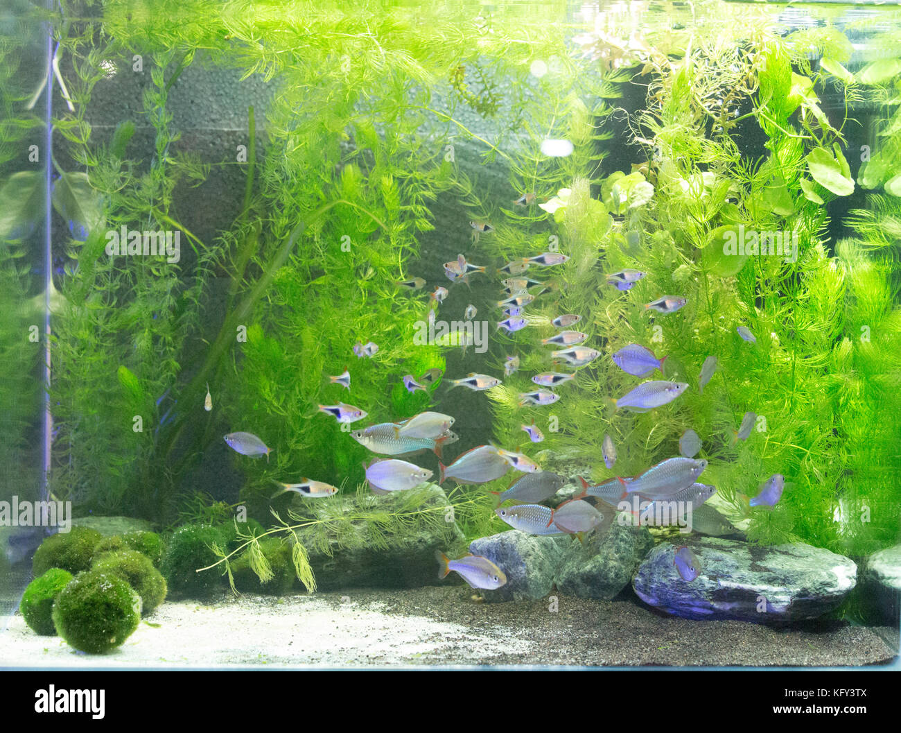 Acuario con muchos peces y plantas naturales y arena.peces tropicales. acuario con plantas verdes y corales Fotografía de stock - Alamy