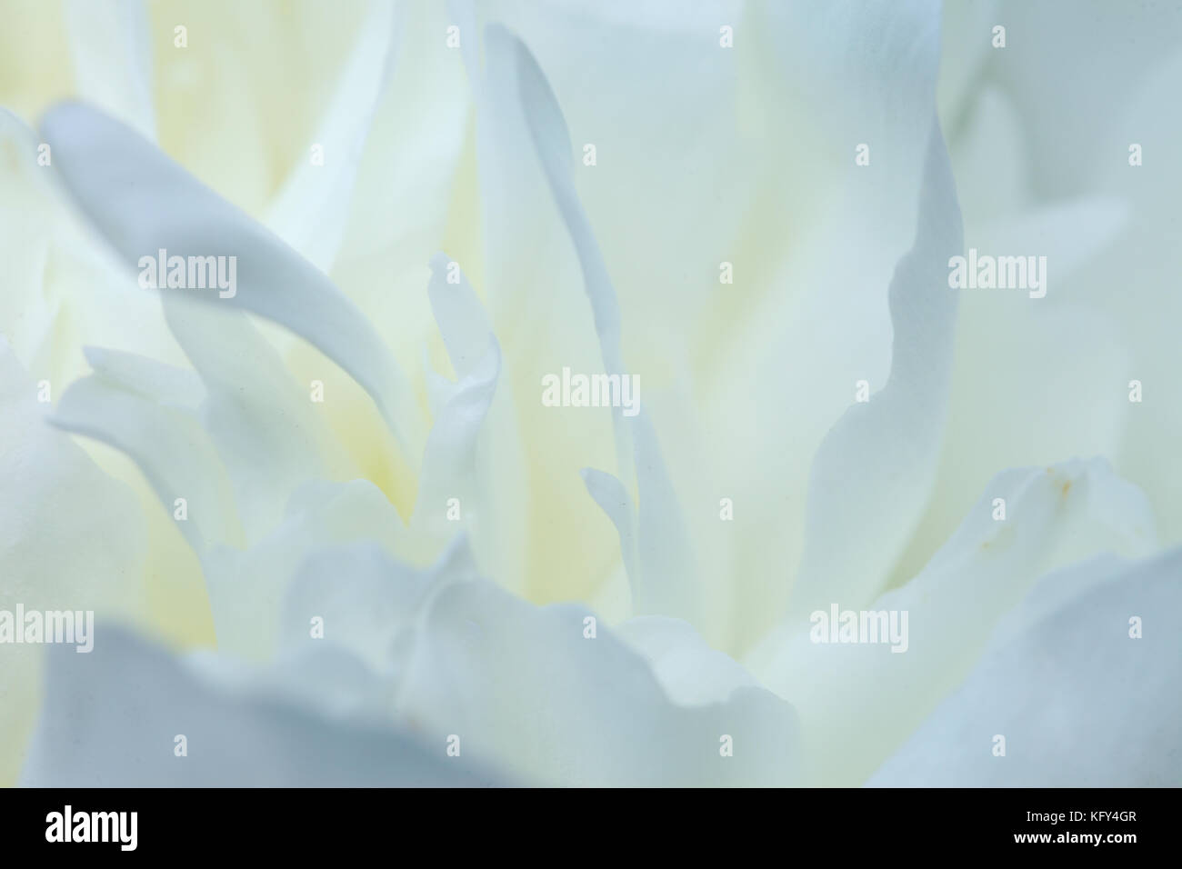 Primer plano de un pétalo de flor blanca, tonos de blanco, verde azulado suave imagen de ensueño Foto de stock