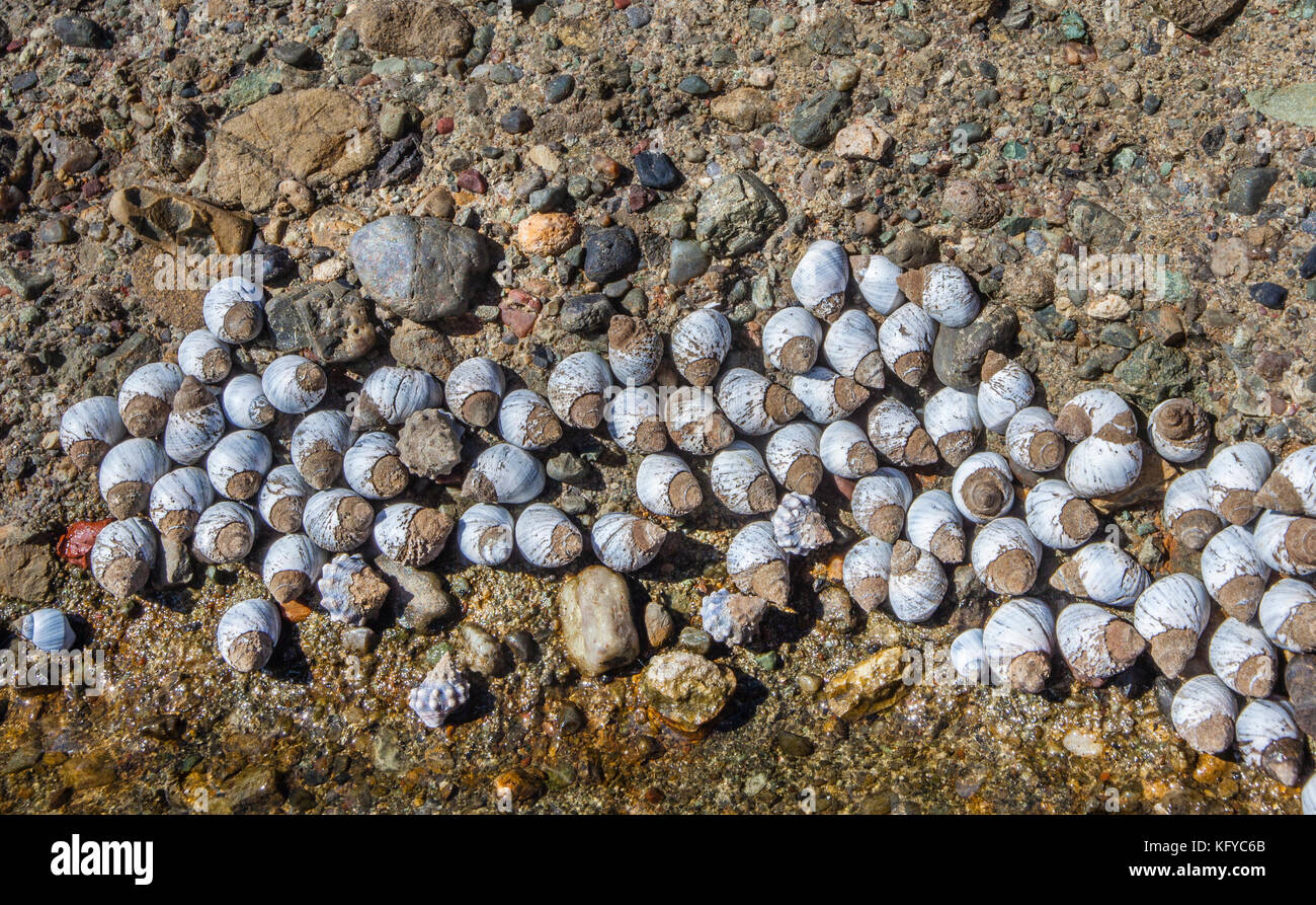 Australia, Nueva Gales del Sur, de la Costa Central, Norah Cabeza, caracoles marinos cluster en las superficies rocosas en el Norah cabeza plataforma rock Foto de stock