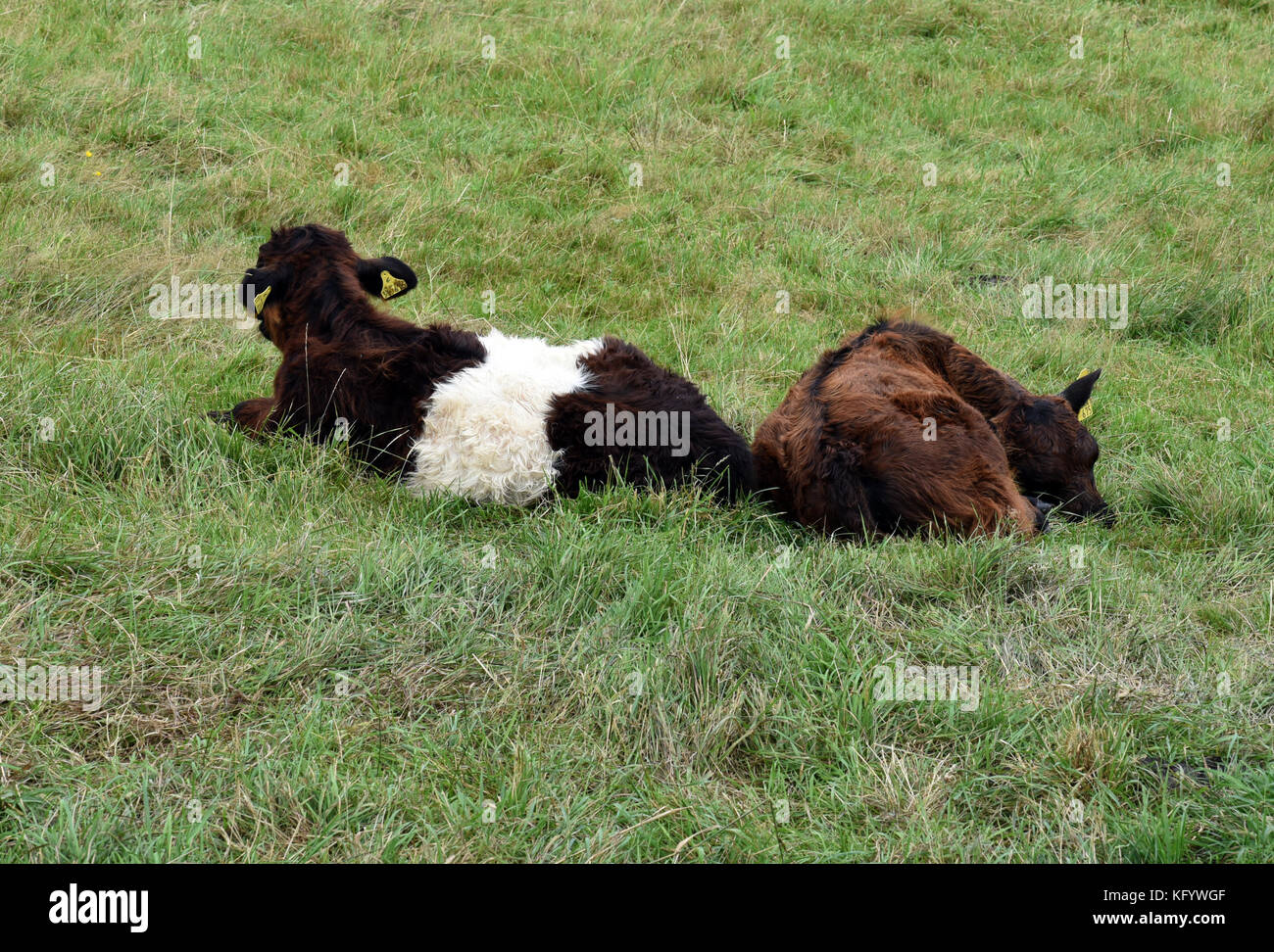 Galloway sattelrind fotografías e imágenes de alta resolución Alamy