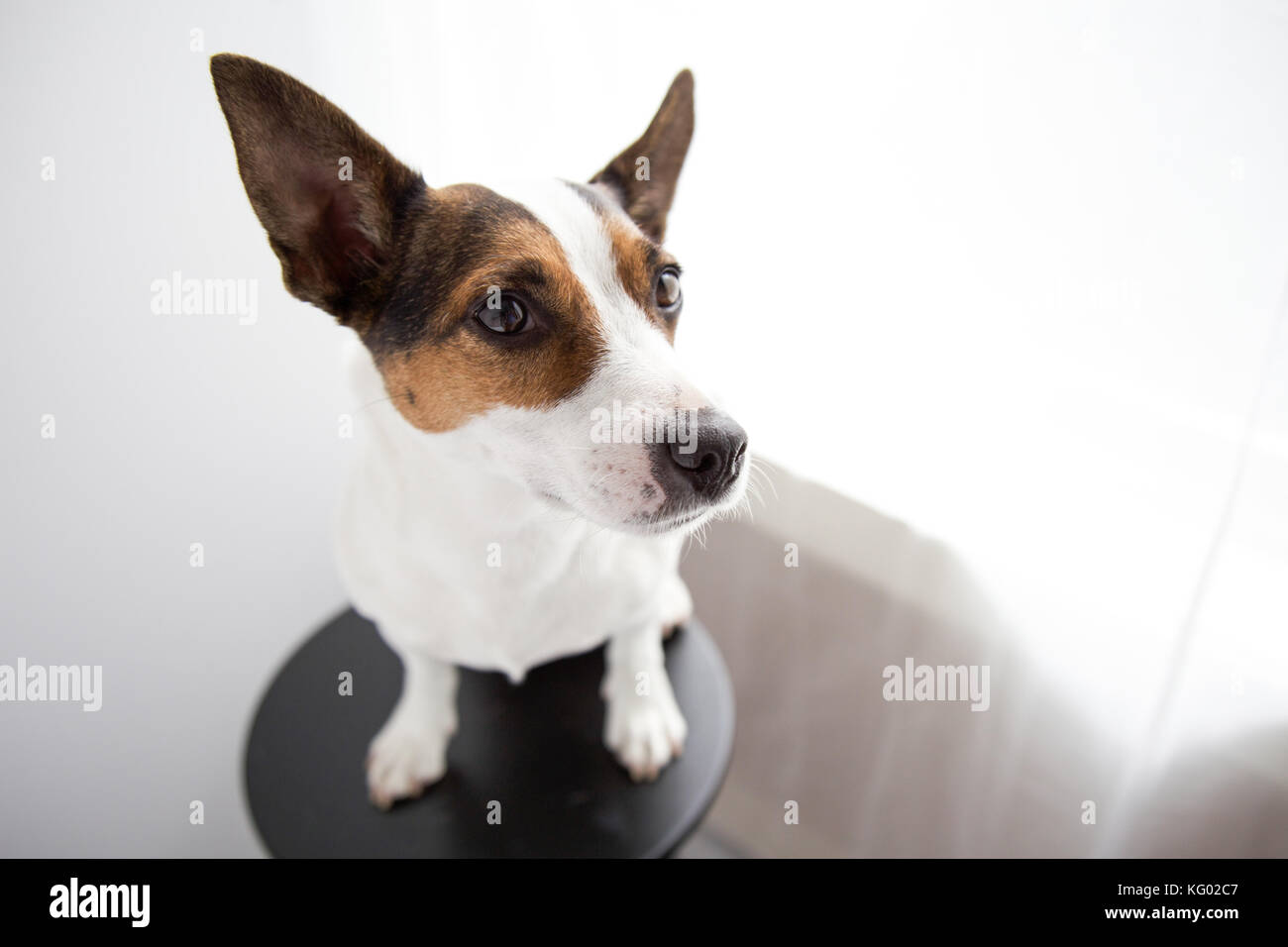 Jack Russell Terrier perro sentado en un taburete negro frente a la ventana  iluminada de atrás Fotografía de stock - Alamy