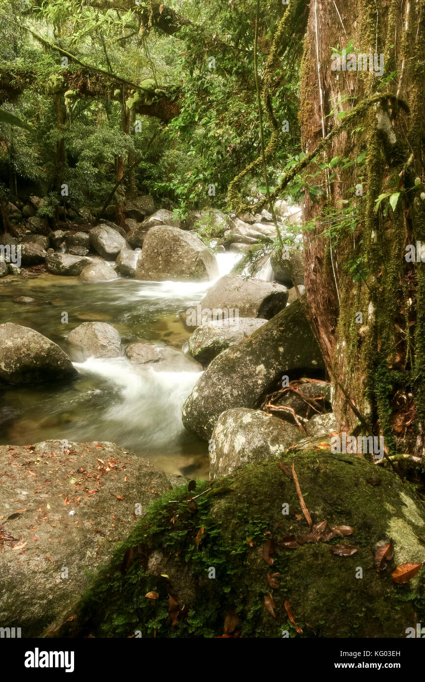 Rock en primer plano y pedregoso arroyo que fluye a través de la quebrada ubicada en el Parque Nacional Daintree Rainforest , en el norte de Queensland, Australia Foto de stock