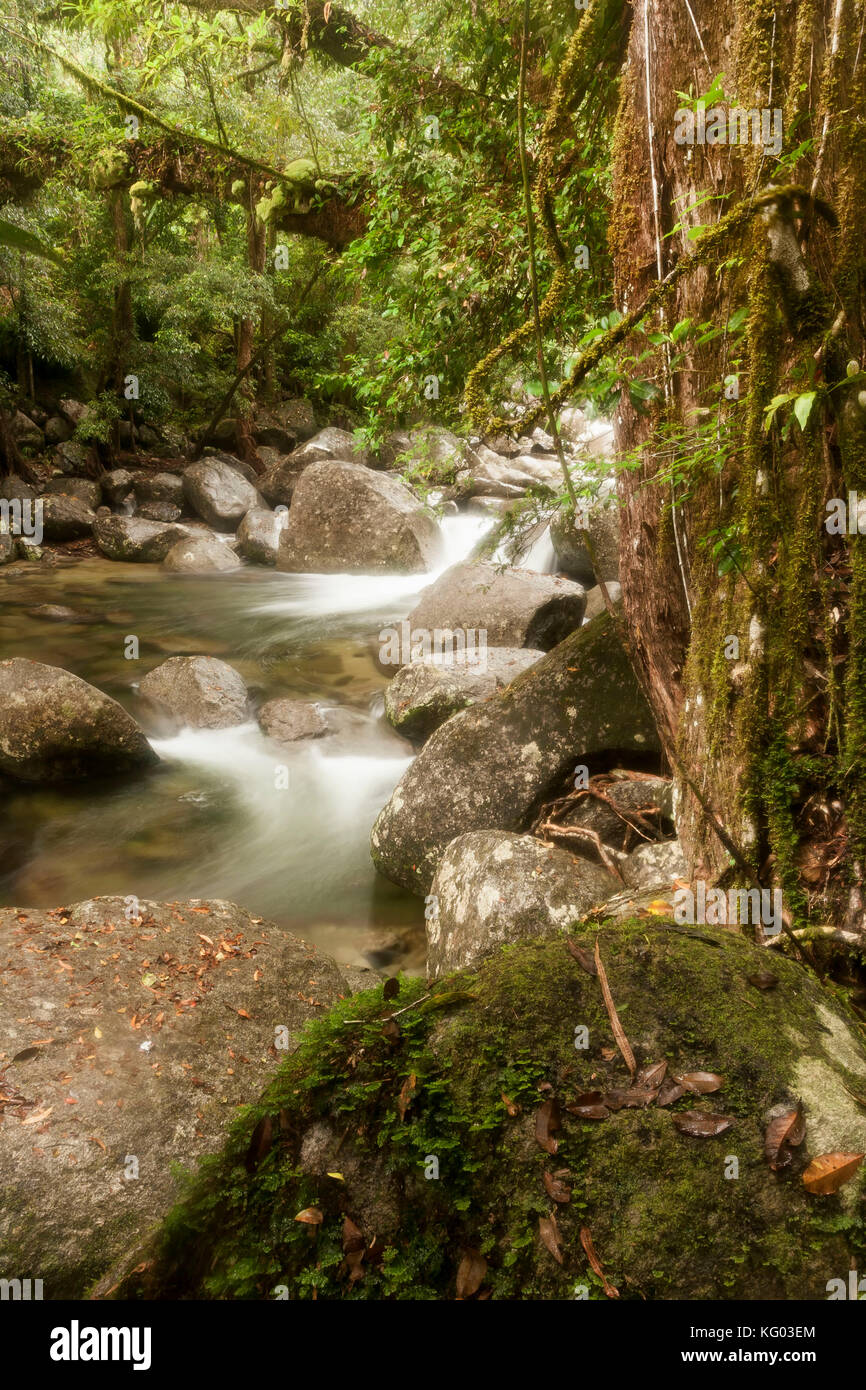 Rock en primer plano y pedregoso arroyo que fluye a través de la quebrada ubicada en el Parque Nacional Daintree Rainforest , en el norte de Queensland, Australia Foto de stock