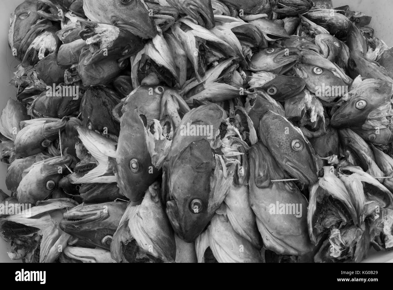 Gran parte del peso de un bacalao está en la cabeza y todas las cabezas se exportan a África, donde la demanda es grande Foto de stock