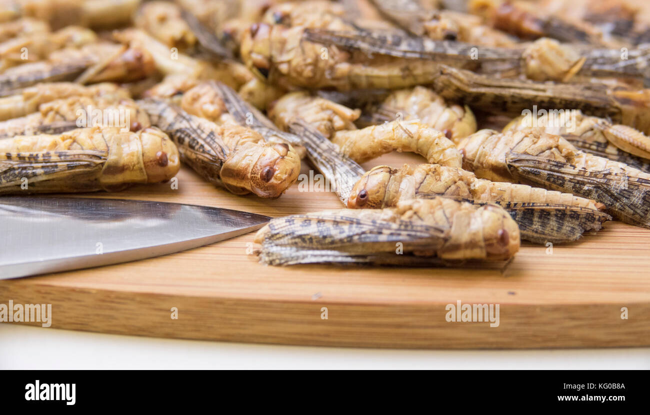 Saltamontes secos en bord de corte en la cocina. Los insectos comestibles como producto alimenticio con proteínas y nutrición. Foto de stock