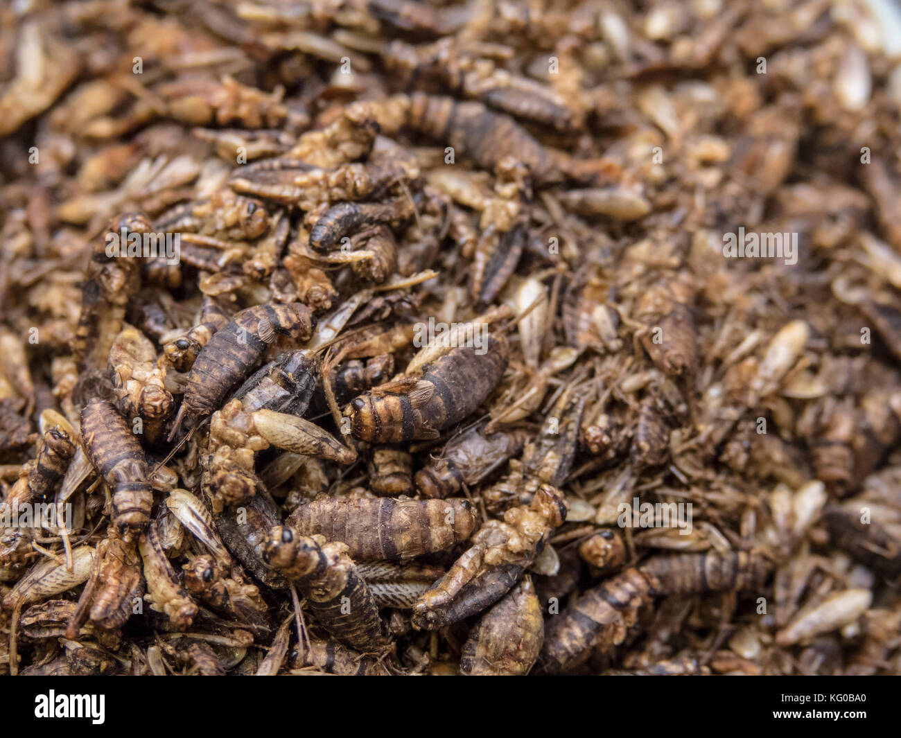Grillos secos en una gran pila. insectos comestibles como producto alimenticio lleno de proteínas y nutrición. Foto de stock