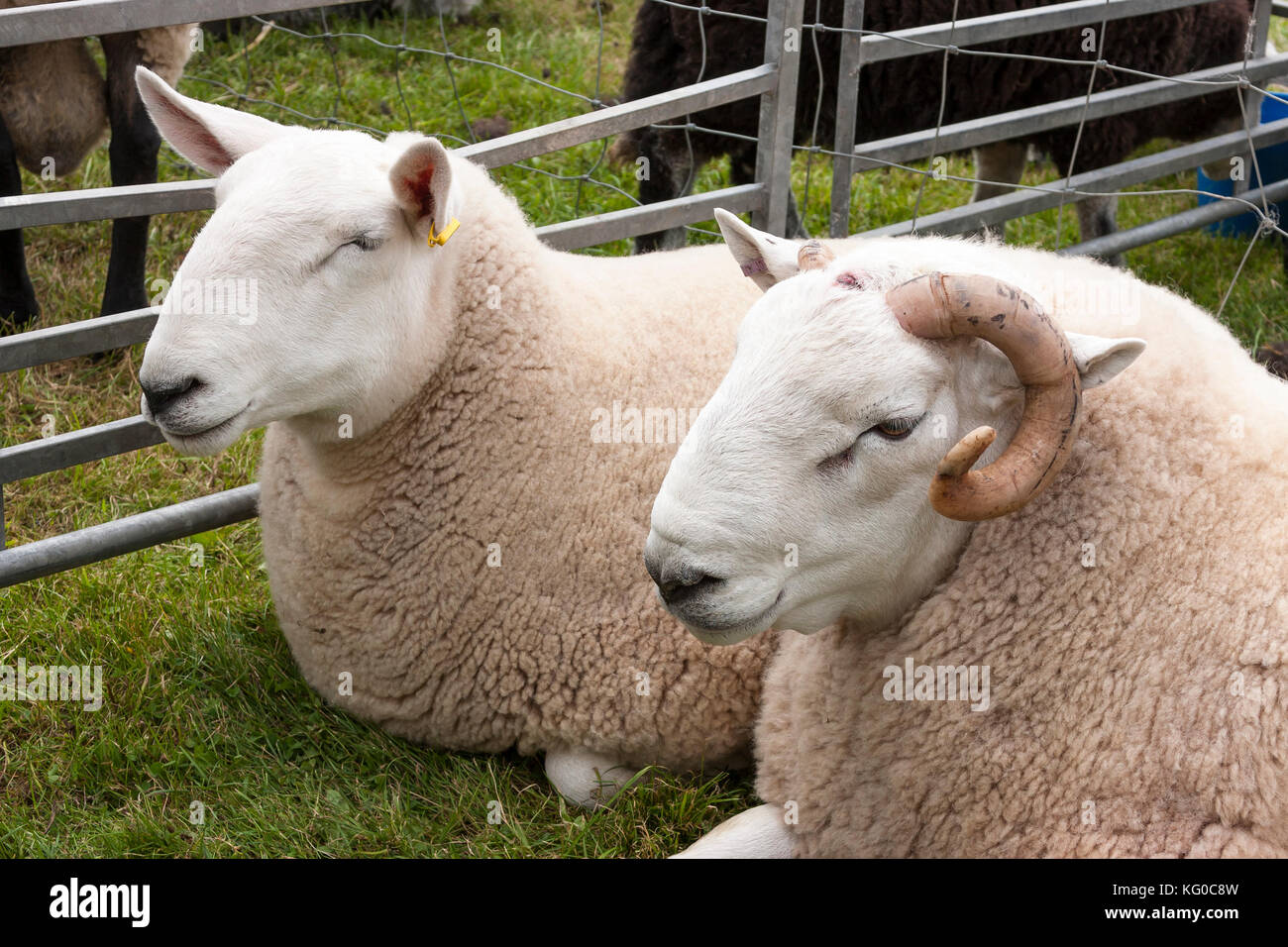 Par de machos y hembras de ovejas en lápiz en show agrícola Fotografía