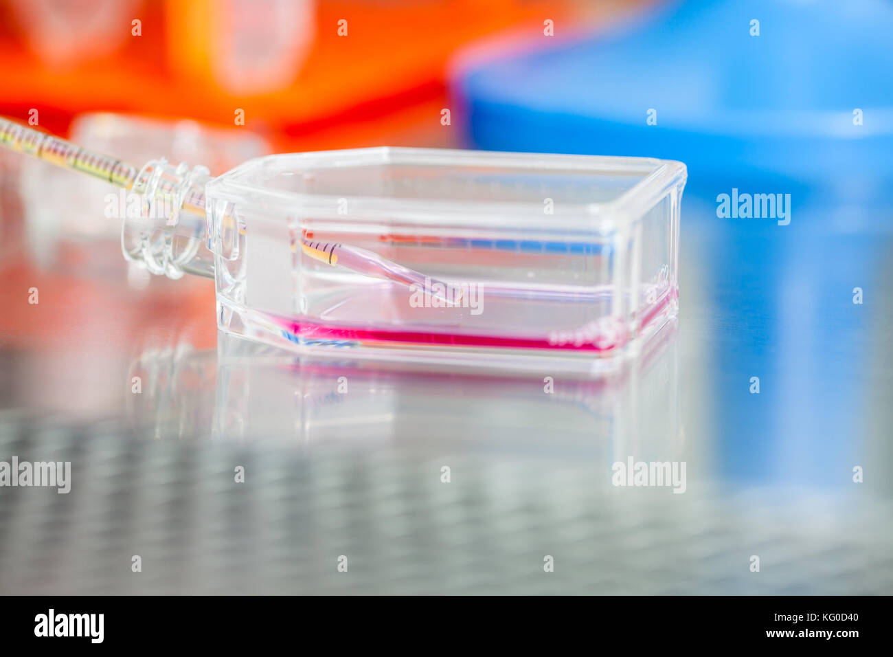 Matraces de cultivo celular bajo capucha estéril en laboratorio Fotografía  de stock - Alamy