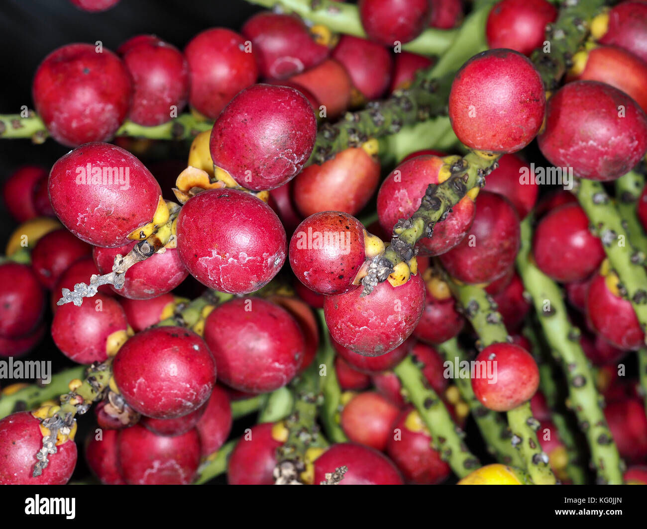 Sugar Palm enano (Arenga engleri) frutas (conocido por provocar una reacción alérgica severa) close-up Foto de stock