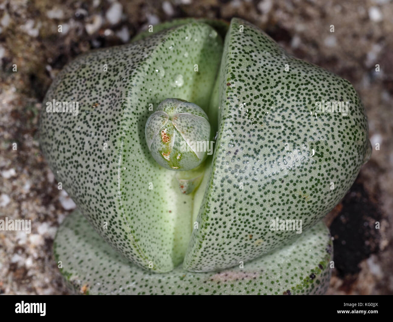 Lithops sp. Cerca de plantas suculentas Foto de stock