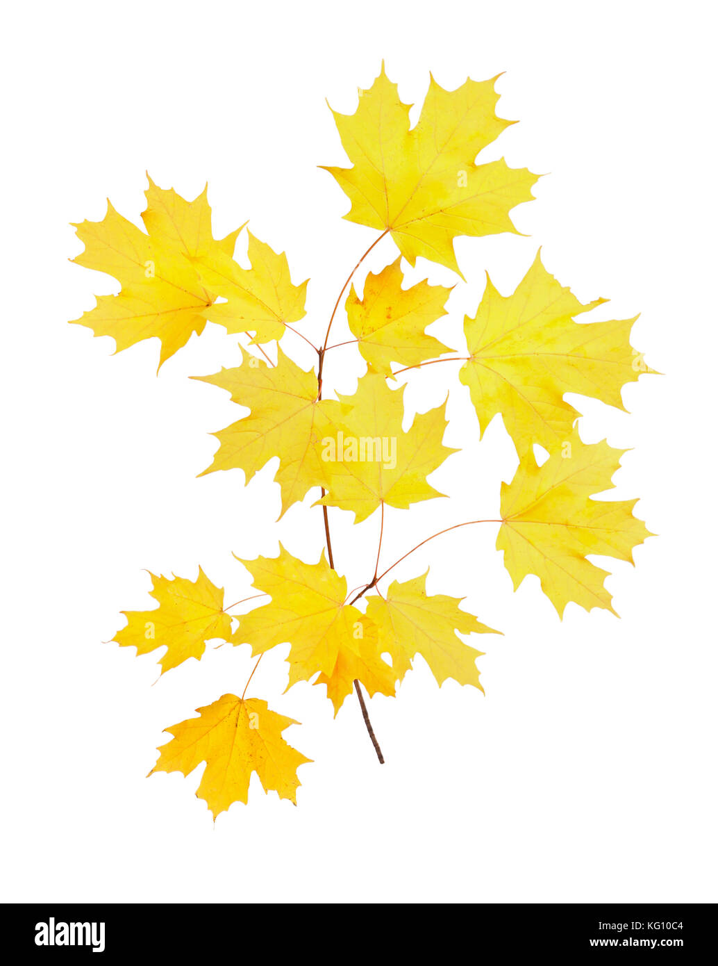 Tallo con Amarillo otoño hojas de arce de azúcar (Acer saccharum) aisladas contra un fondo mientras Foto de stock