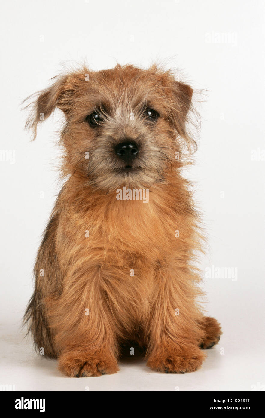 Perro - Norfolk / norwich terrier cachorro, sentado Fotografía de stock -  Alamy