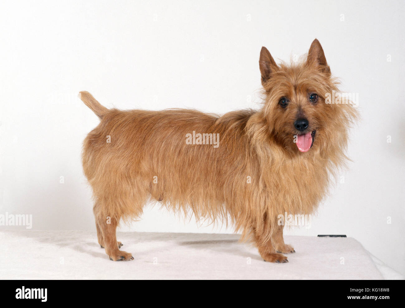 PERRO - Australian Terrier, disparo de estudio Foto de stock