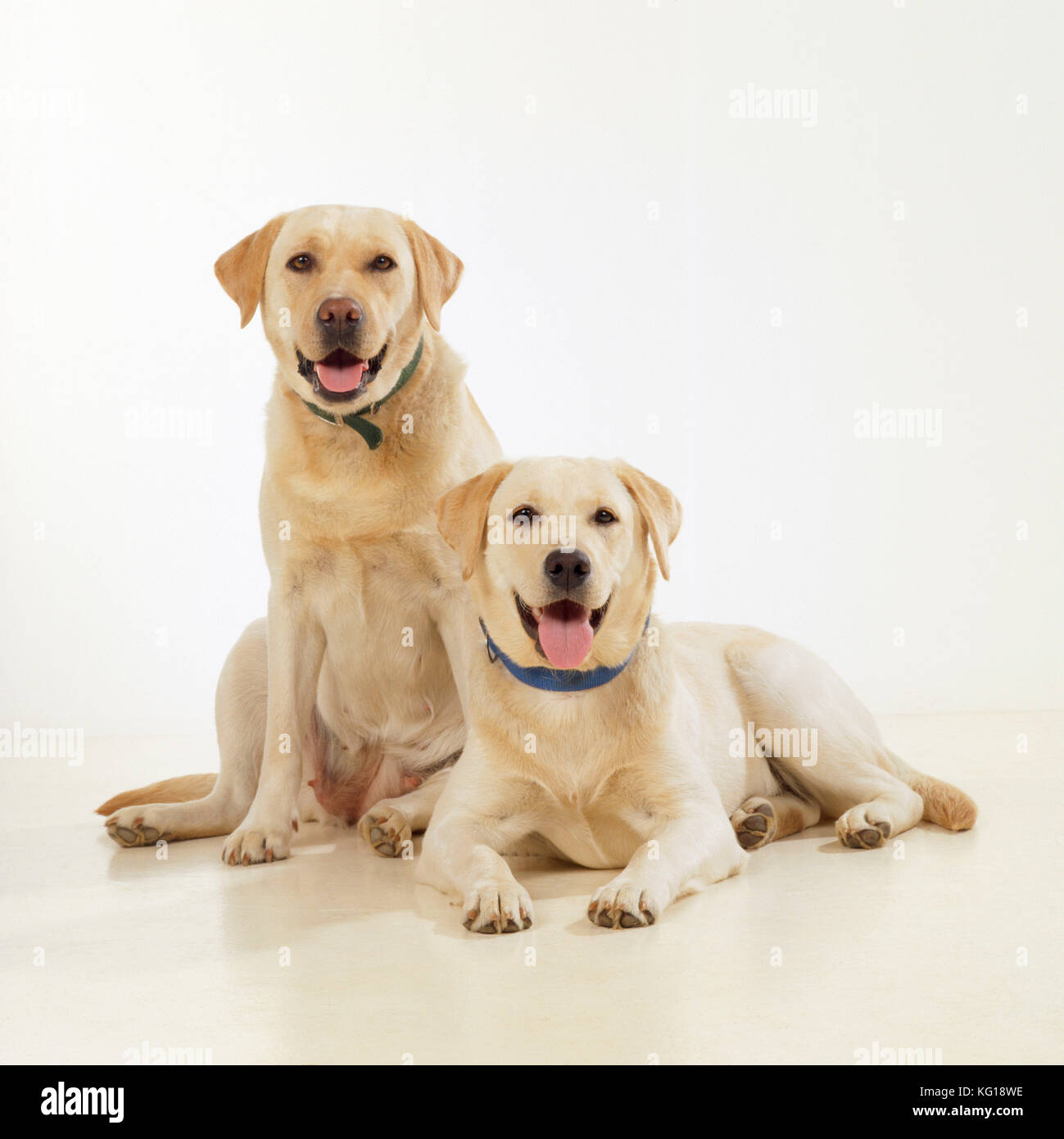 PERRO - Dos Labradores amarillos, disparo de estudio Foto de stock